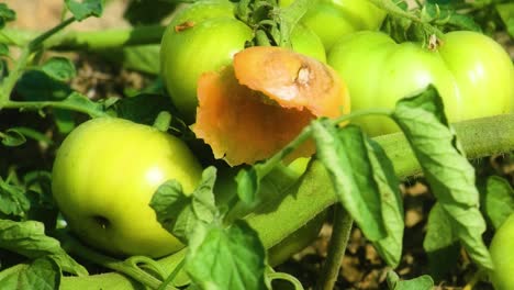 closeup shot of unripe and rotten tomatoes