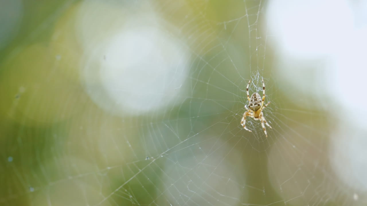 웹에서 거미를 닫습니다