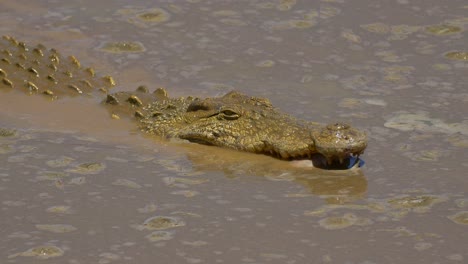 crocodile eating fish in africa