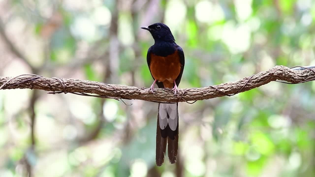 shama de rabadilla blanca encaramado en una vid con fondo bokeo del bosque, copsychus malabaricus, en cámara lenta