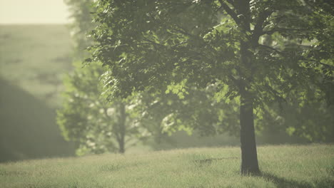 big mapple tree with green leaves in a summer day