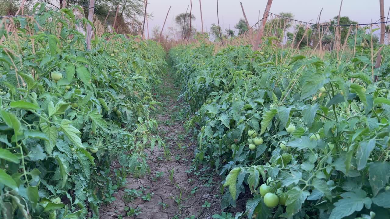 Tracking shot of tomatos plantation in the farm field