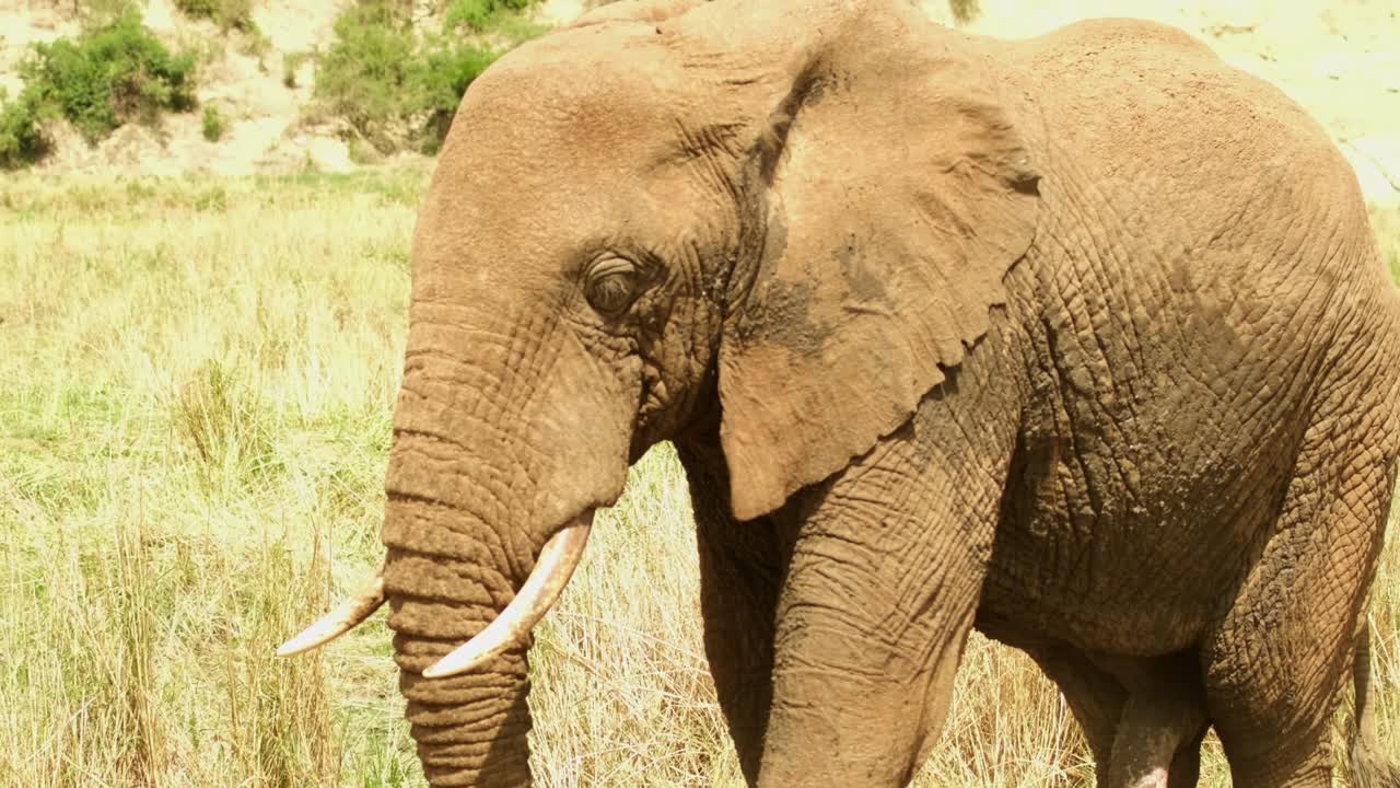 un elefante con un pene enorme extrae nueces del suelo