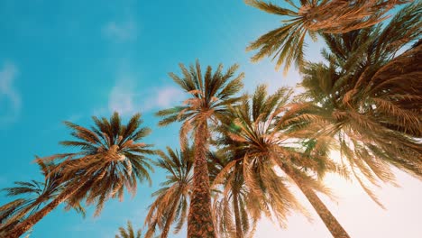 Palm-trees-at-sunset-light-and-sky