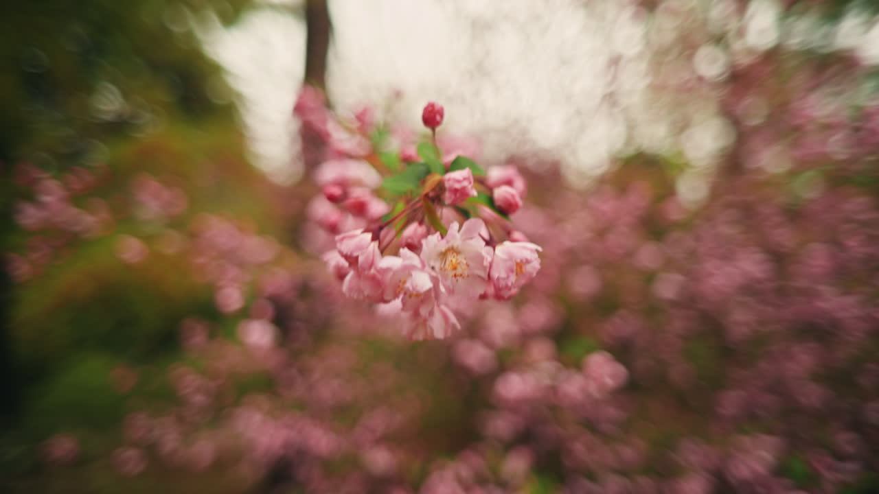Close-up of Blooming Pink Flowers