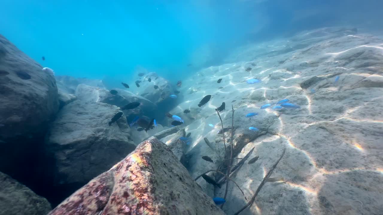 나카텐가 섬의 말라위 호수 바위 사이에 있는 물고기의 수중 영상. - 코마 섬, 말라비 호수.