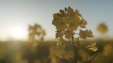 Macro close up of yellow rapeseed flower blooming during beautiful day with sunset in background