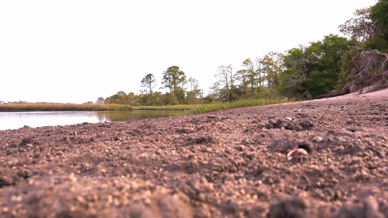 Wide low-angle shot of fiddler crab on muddy tidal flat with calm waterway and tree-lined shore in background