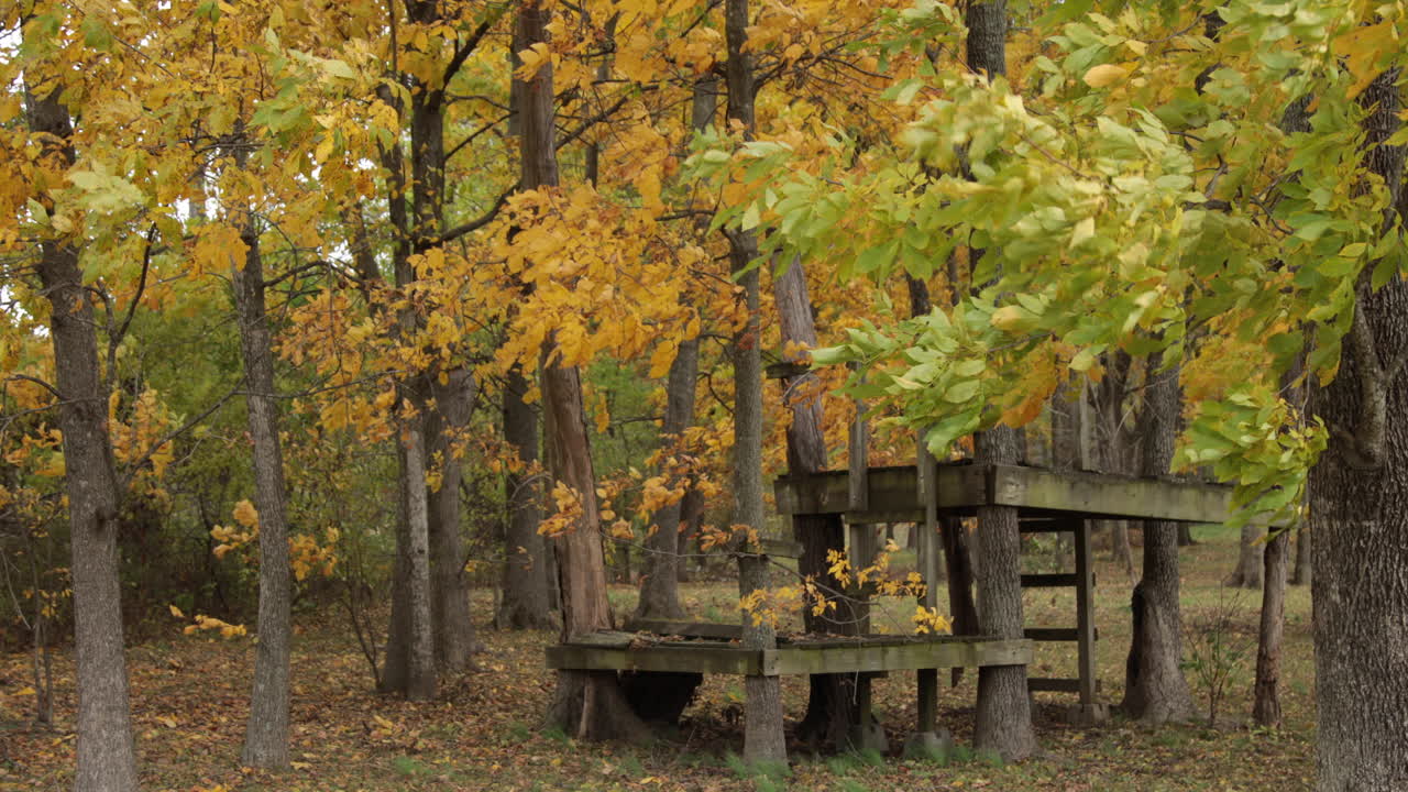 Fall color tree's blowing in the wind treehouse