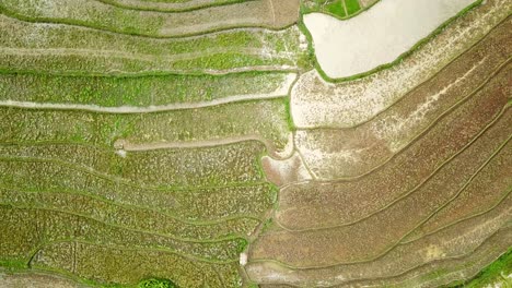 video de drones aéreos de un campo de arroz sin cultivar