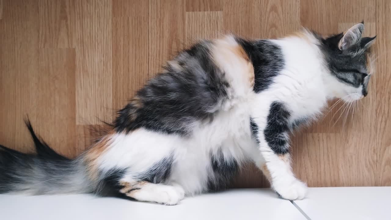 precioso gato en celo período fértil buscando aparearse