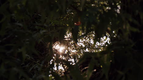 los rayos del sol brillan a través de las ramas y las hojas de los árboles