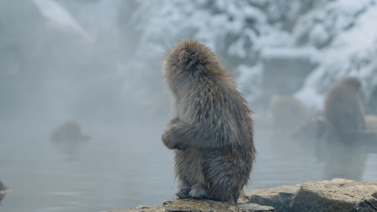 un video pacífico de un mono de nieve empapándose en las aguas termales naturales de jigokudani onsen, con un impresionante paisaje cubierto de nieve en el fondo.