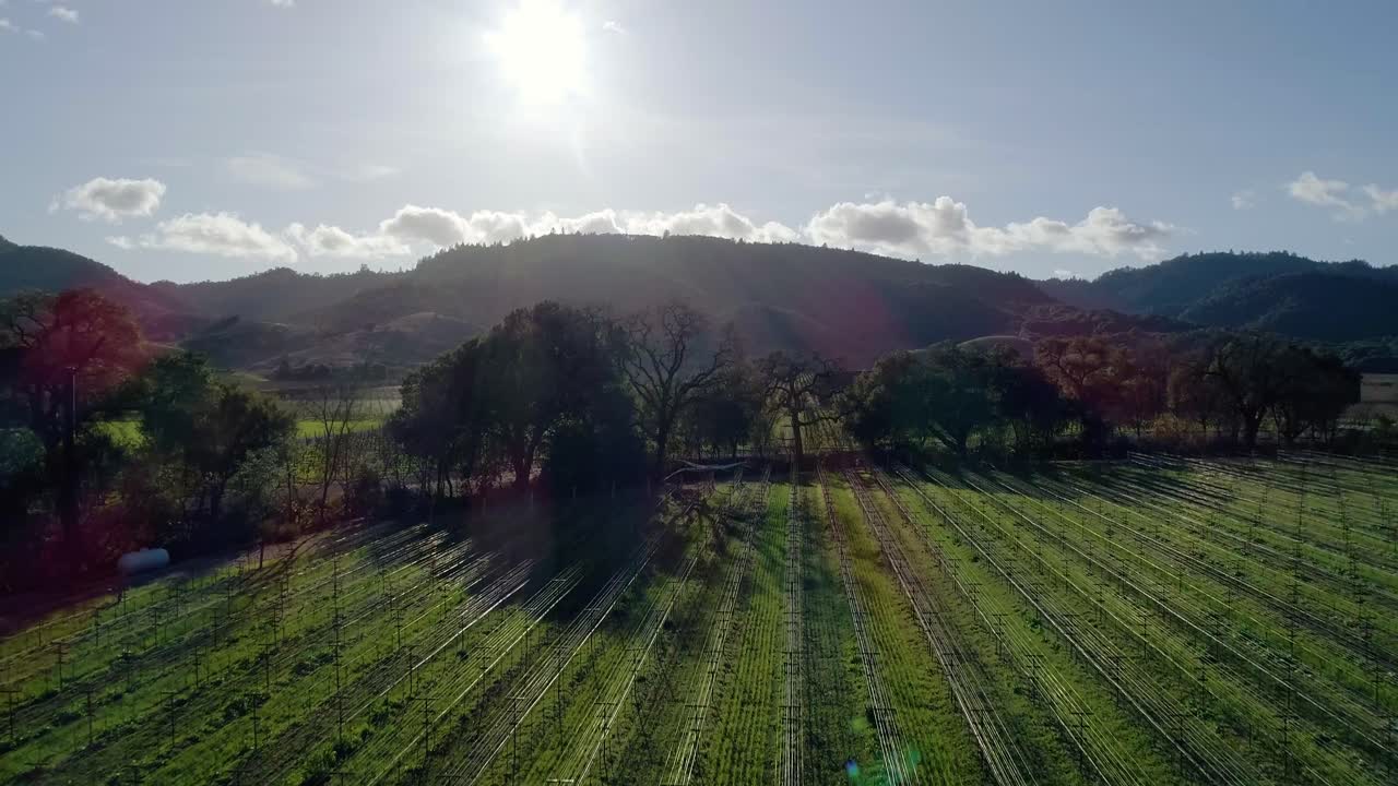 Aerial Forward Dolly Shot of Vineyard in Napa Valley
