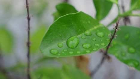 citrus × amblycarpa, , leafy moisture