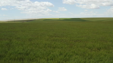 Not-ripe-canola-plants-on-rolling-hills-of-United-States-farm-land,-aerial