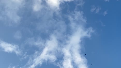 birds of prey flying high in the sky