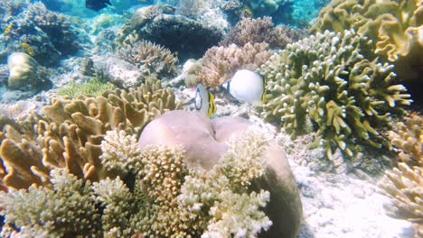 butterflyfish swimming underwater amongst