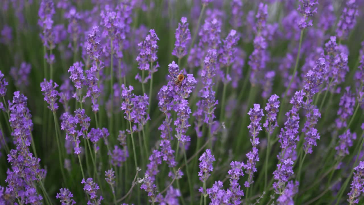 honeybee pollinates fresh lavender blossoms in full bloom during golden daylight