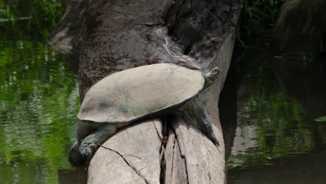 Equilibrando-Su-Enorme-Cuerpo-En-Este-Tronco-Mientras-Su-Cabeza-Está-Fuera-Y-El-Día-Cambia-De-Claro-A-Oscuro,-Tortuga-Gigante-De-Estanque-Asiático-Heosemys-Grandis,-Tailandia