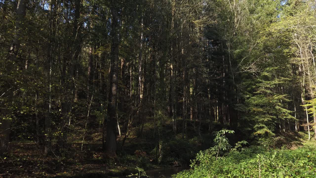 Sunlight filters through the trees illuminating a small creek flowing through a mediterranean forest in autumn, creating a peaceful and serene natural scene
