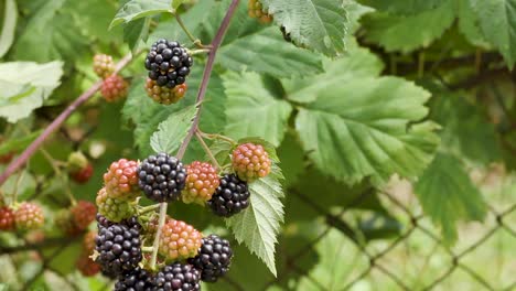 group of ripe and unripe blackberry fruit on twig with green leaves, tilt down