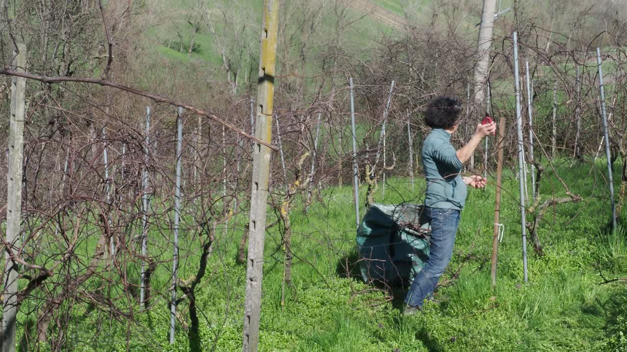 Fit adult caucasian woman trims dormant grapevines with pruning shears during late winter in a green vineyard, placing branches in a garden sack on grass, slow motion, static camera