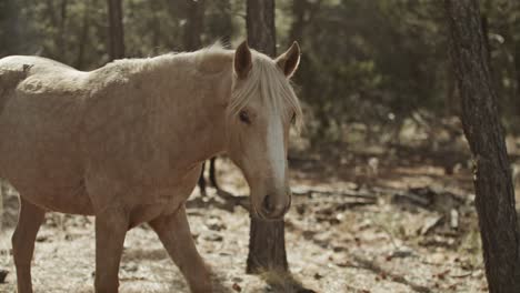 wild horse walking in the grand canyon national park in arizona with close up slow motion shot