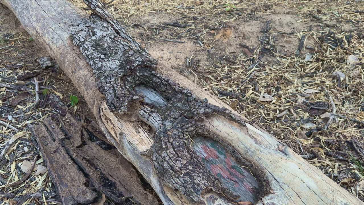 tracking shot of a trunk of the dead tree in the jungle