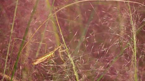 brown praying mantis crawls or climbs pink muhly grass - close-up