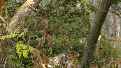 A-Small-Bird-Hops-from-Branch-to-Branch-Playfully-in-a-Dense-Wooded-Forest