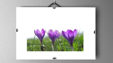 crocus en viento fuerte en marco de vidrio