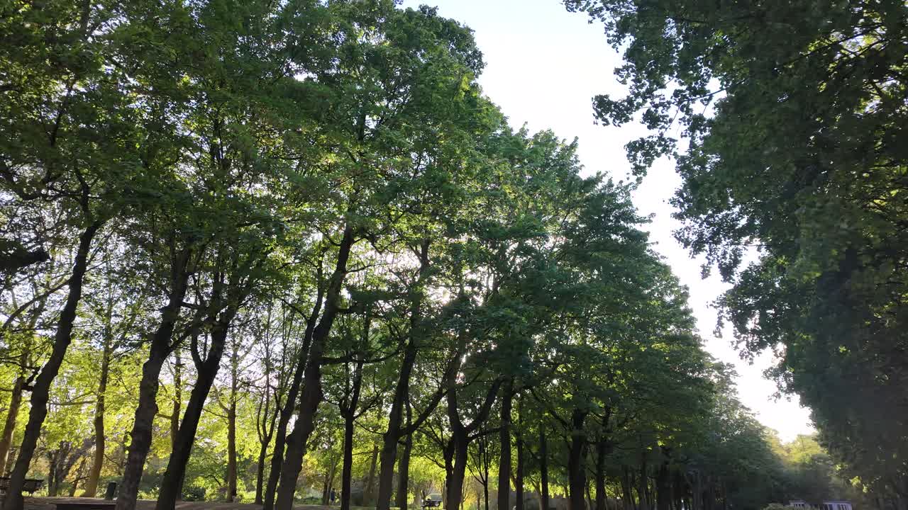 A tree-lined avenue in a park on a sunny day