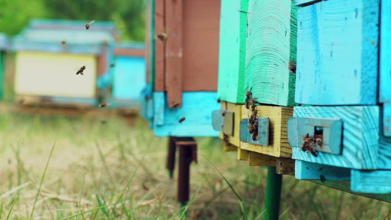 Hives in an apiary. Honey bees swarming and flying around their beehive. Bees bring honey. Slow motion
