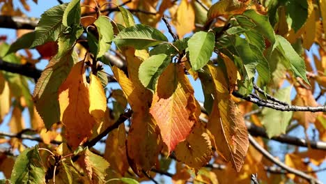 flutter of yellow leaves