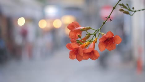 orange flowers in the rain