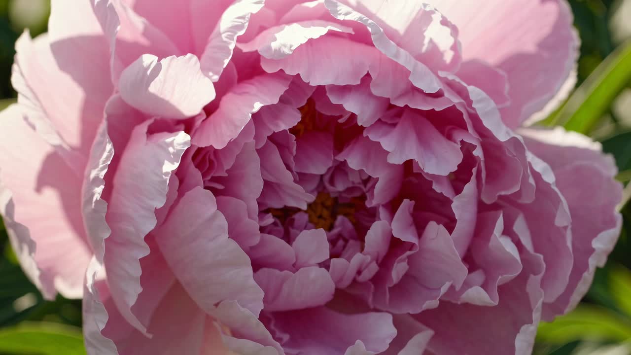 Close-up video of a blooming pink peony, capturing delicate petals in soft light