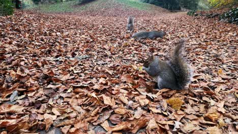 curious squirrels foraging for peanuts between red autumn leaves on park pathway