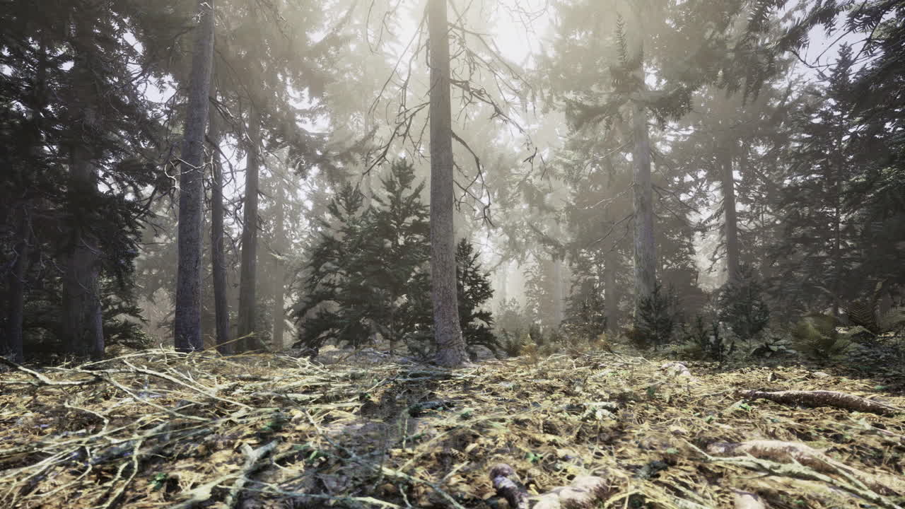 Sunlight filtering through the misty forest creates a magical atmosphere