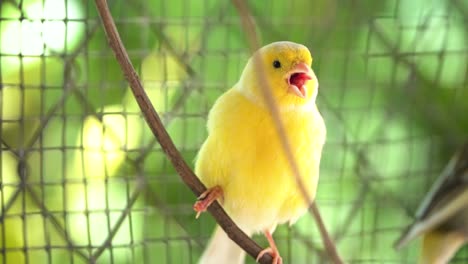 canary bird inside cage perch on sticks and wires