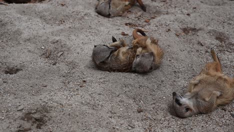 Nahaufnahme-Eines-Wütenden-Erdmännchens,-Das-Wegläuft,-Andere,-Die-An-Sonnigen-Tagen-Auf-Dem-Rücken-Im-Sand-Schlafen