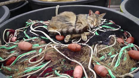 huge plastic basket containing fishing nets at the port, above the nets a small gray cat half asleep