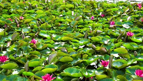 Video-Von-Blumen-Auf-Wasserclouse-Oben