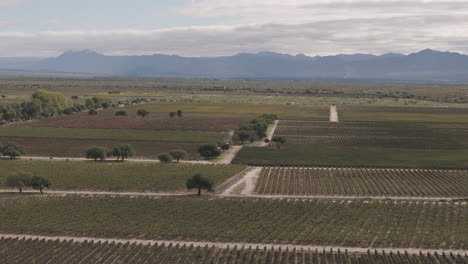la imagen aérea revela varios viñedos en la región de cafayate en salta, argentina, famosa por sus plantaciones de uva de alta altitud.