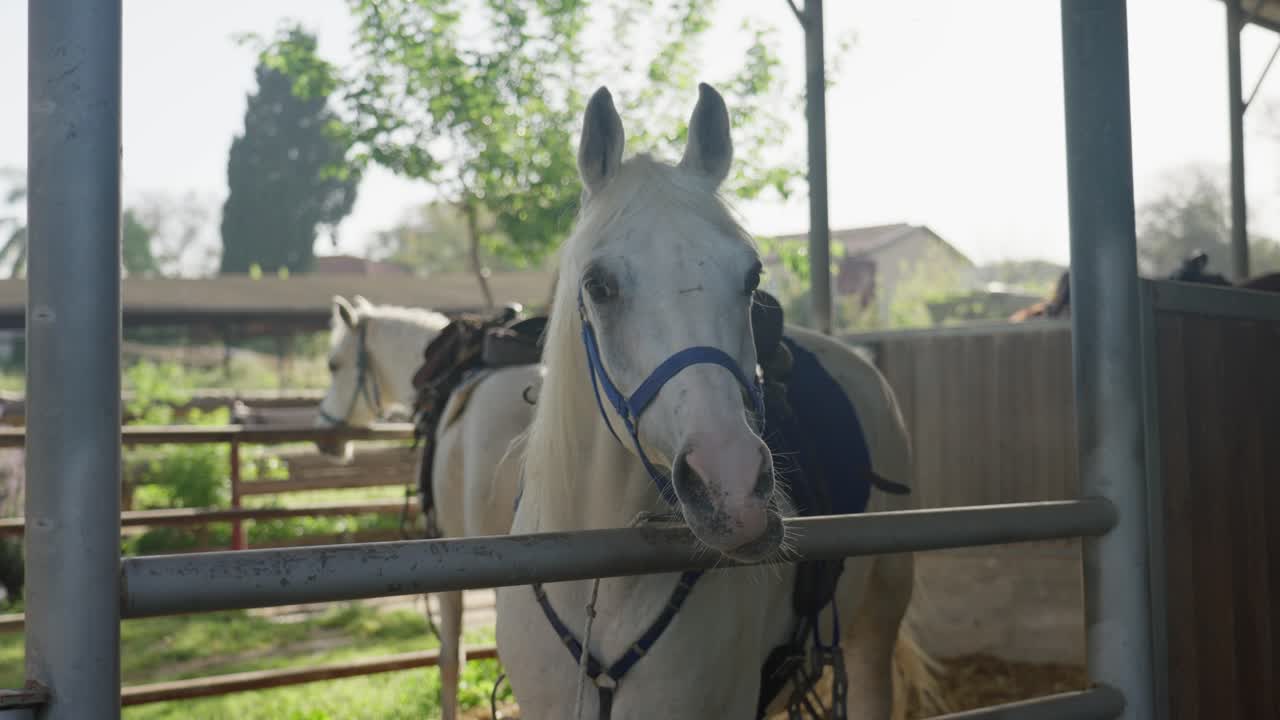 a horse in a stable swinging it's tail