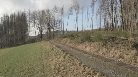 Kiesweg,-Der-Zu-Einem-Kahlen-Beschädigten-Wald-Führt