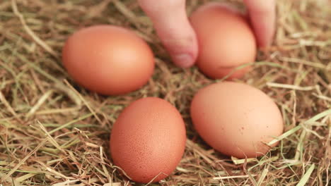 hand taking chicken eggs