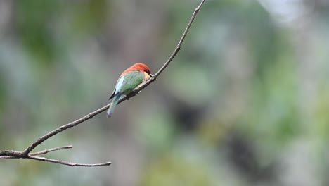 chestnut-headed bee-eater, merops leschenaulti, 4k footage, kaeng krachan national park, thailand