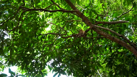 bebé mono colgando de una liana en el bosque tropical de tierras bajas
