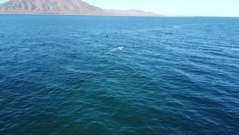 Avistamiento-De-Ballenas-En-Baja-California-Sur,-México-Con-Fondo-Montañoso,-Mar-En-Calma